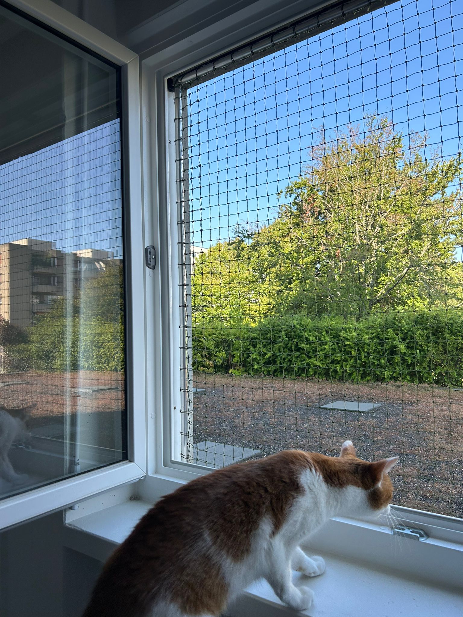 cadre-de-securite-pour-fenetre-protection-chat-04-1