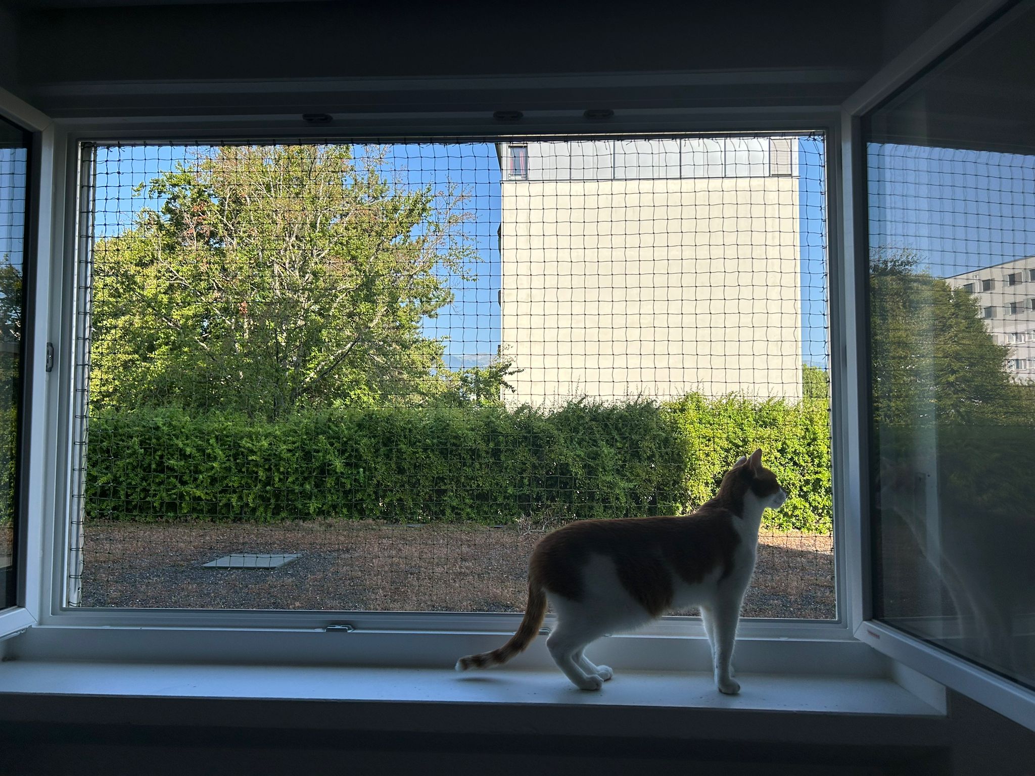 cadre-de-securite-pour-fenetre-protection-chat-05-1