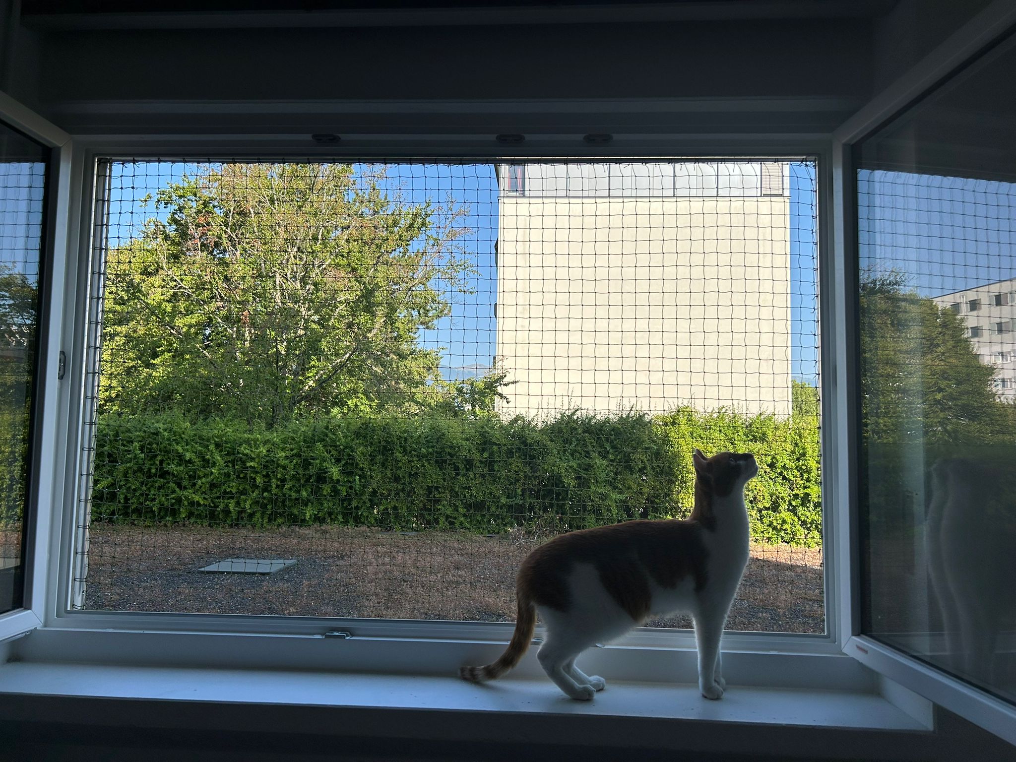 cadre-de-securite-pour-fenetre-protection-chat-06-1